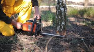 Trusted Northgate, OH Tree Services Experts